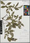 Foto von Salix myrsinifolia Salisb.